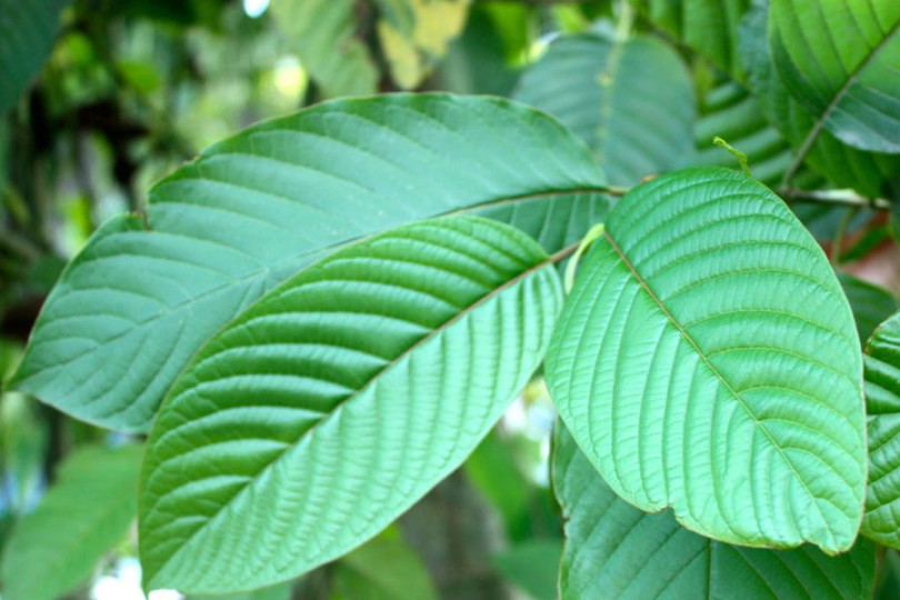 Captain Kratom Types