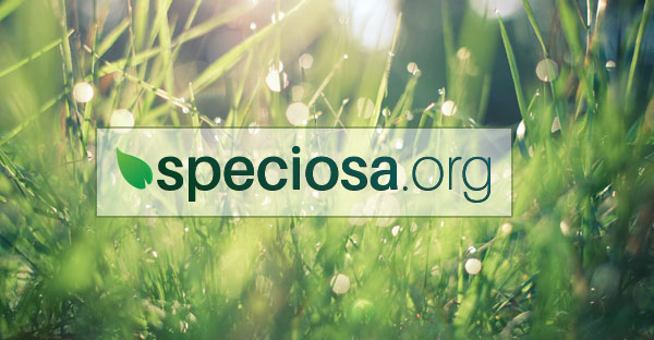 Speciosa.org