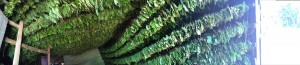 11021340_793096064101554_6989256700646640965_o