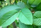 Kratom Leaves