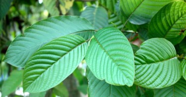 Kratom Leaves