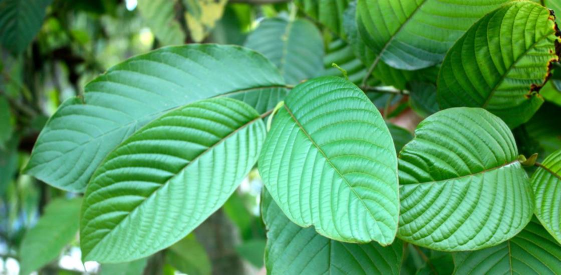 Kratom Leaves