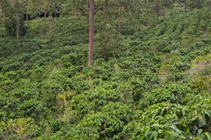 coffee_plants