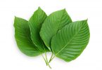 Kratom Leaves