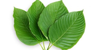 Kratom Leaves