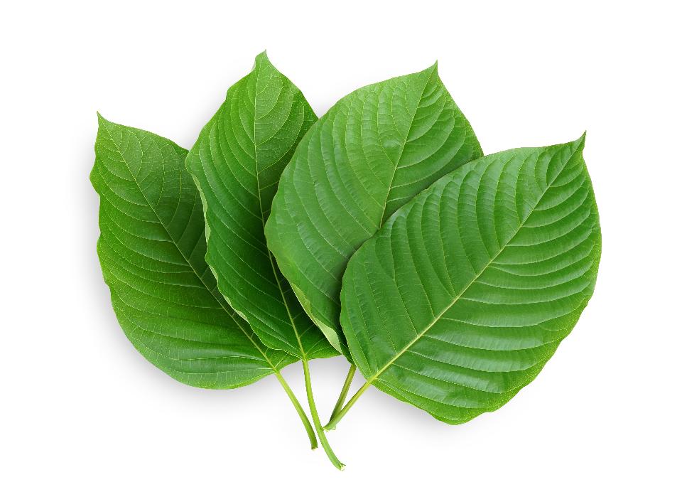 Kratom Leaves