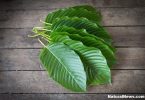 Kratom leaves