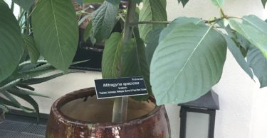 Mitragyna speciosa plant