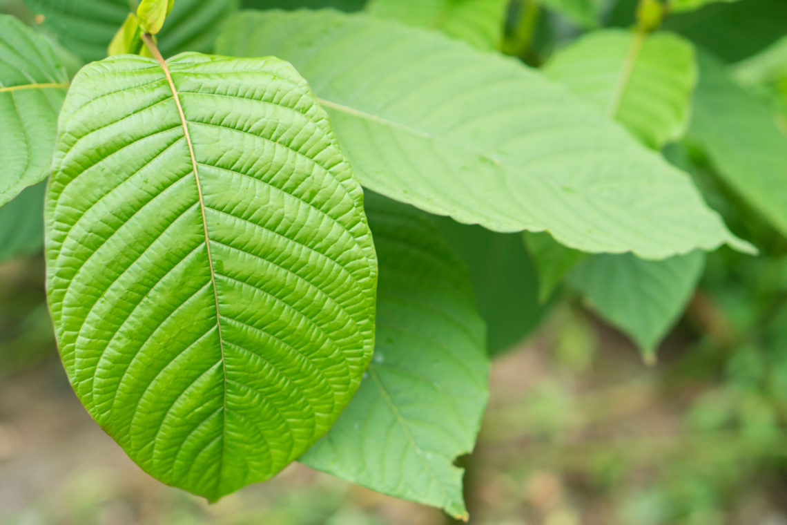 kratom-leaves