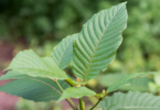 kratom.plant.