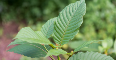 kratom.plant.