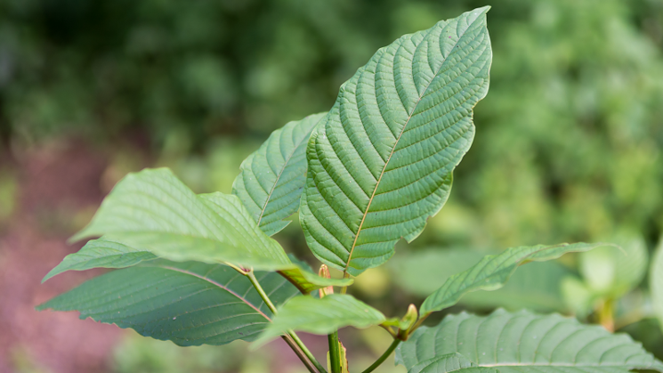 kratom.plant.