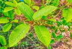 Kratom Plant