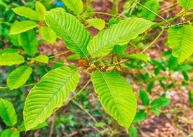 Kratom Plant