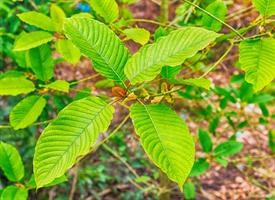 Kratom Plant