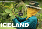 Viceland Kratom clip