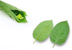 kratom leaf